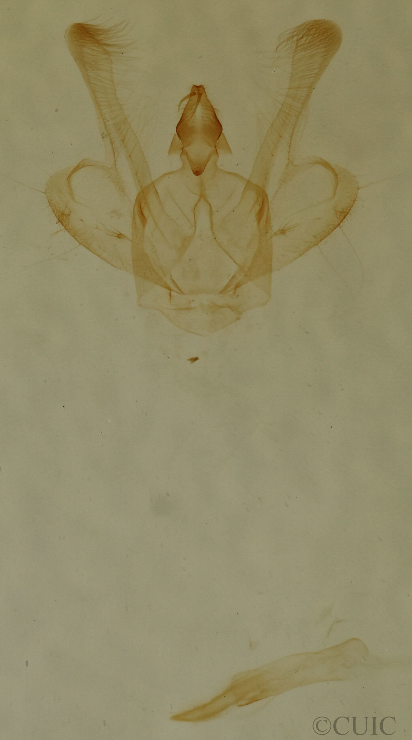 genitalia view of adult Anticlea multiferata