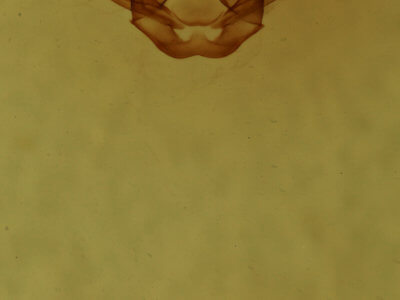 genitalia view of adult Digrammia ocellinata