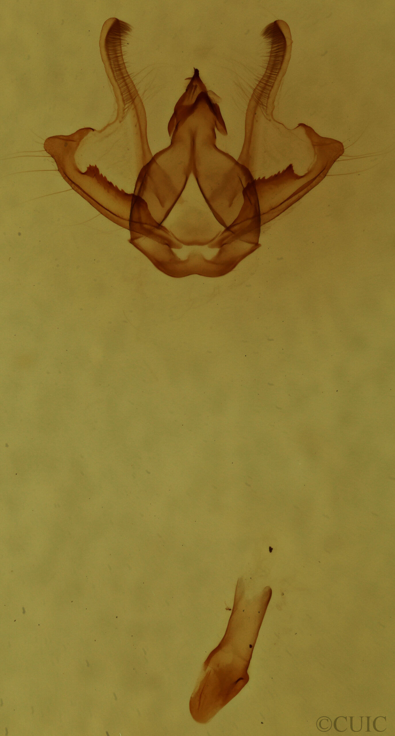 genitalia view of adult Digrammia ocellinata