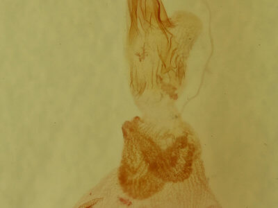 genitalia view of adult Sericaglaea signata