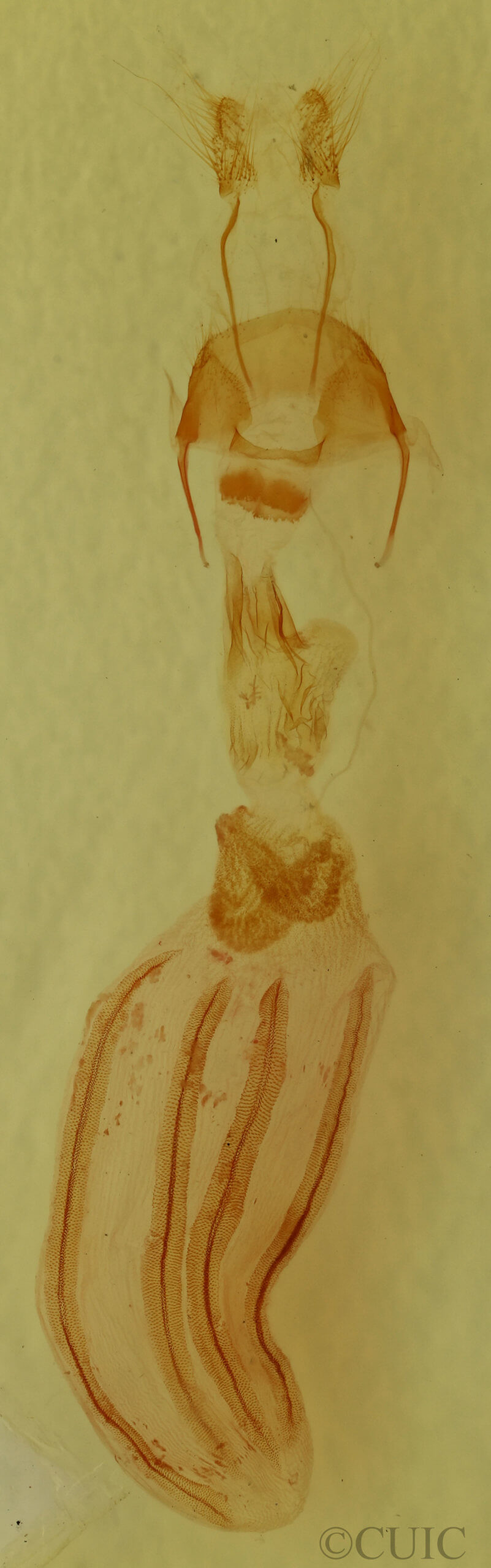 genitalia view of adult Sericaglaea signata