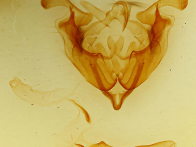 genitalia view of adult Sideridis turbida