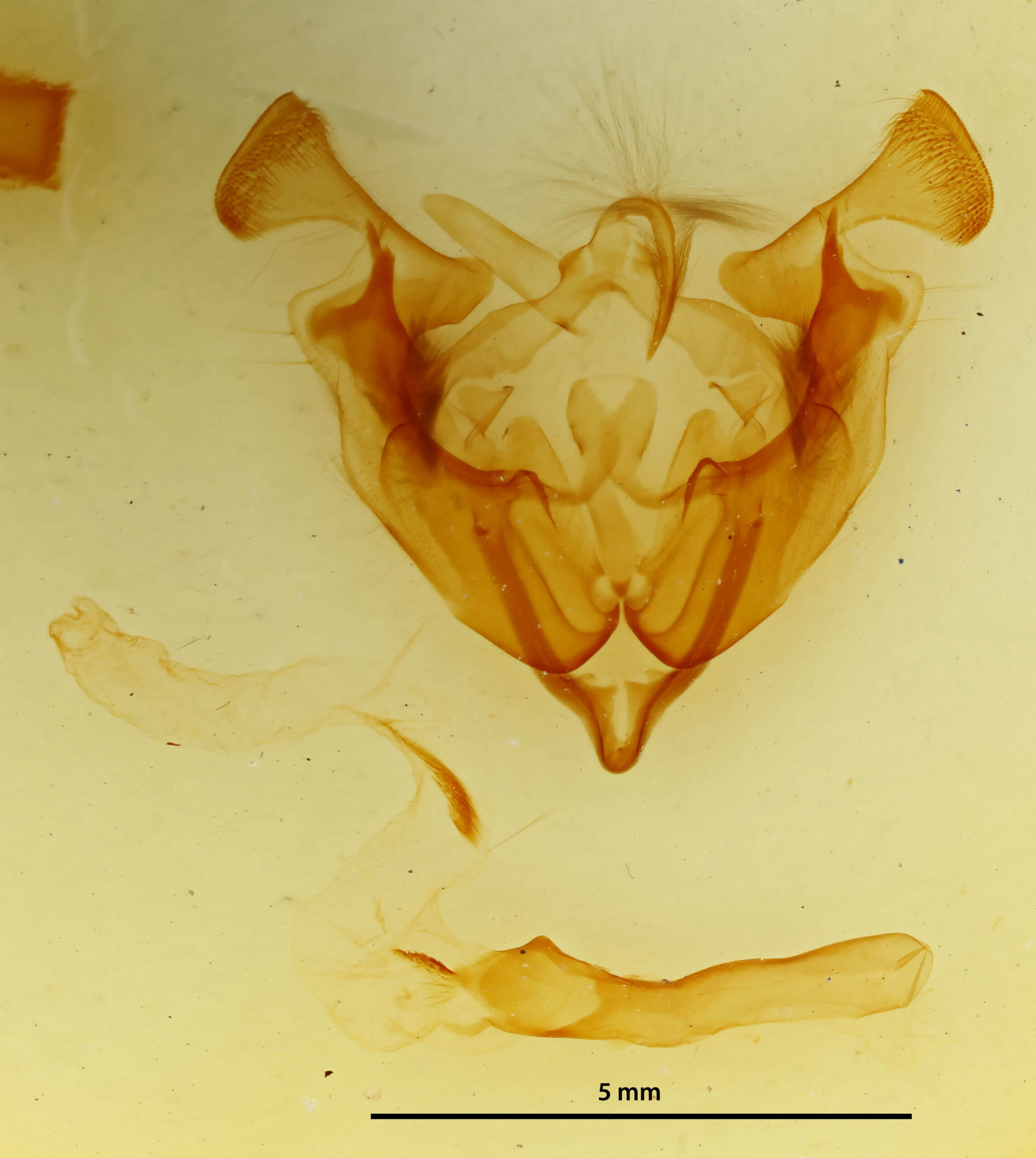 genitalia view of adult Sideridis turbida