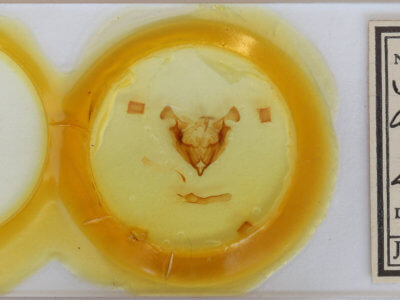 slide view of adult Sideridis turbida