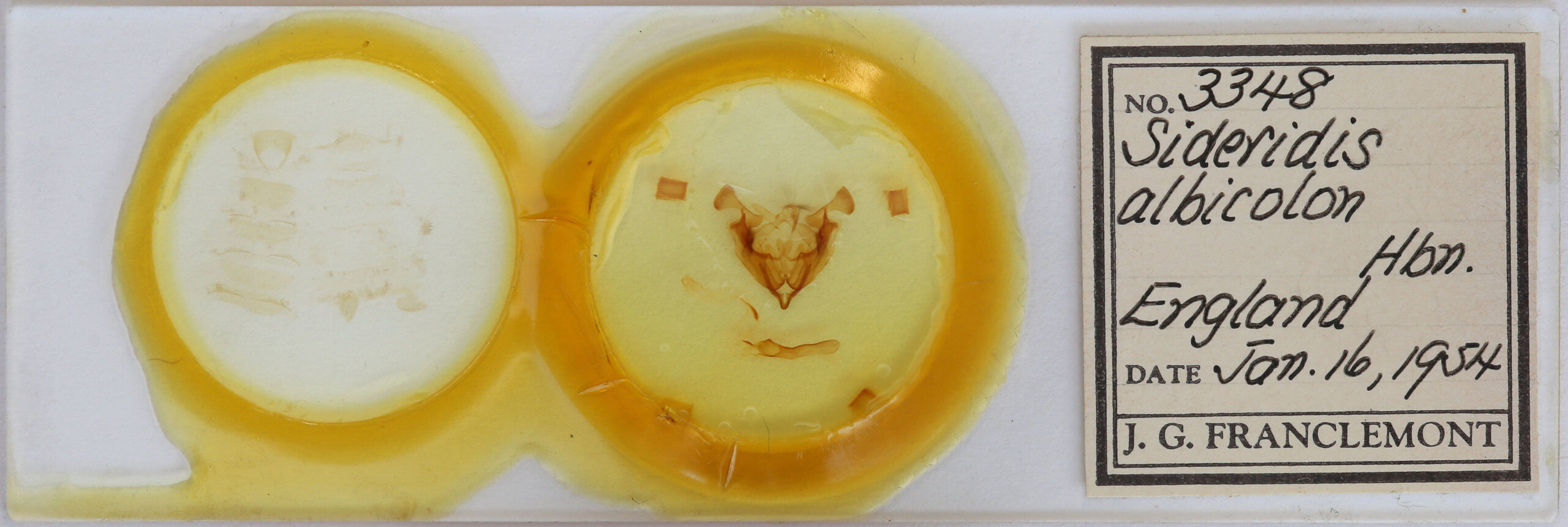 slide view of adult Sideridis turbida