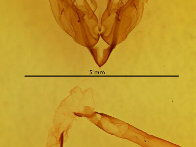 genitalia view of adult Sideridis lampra