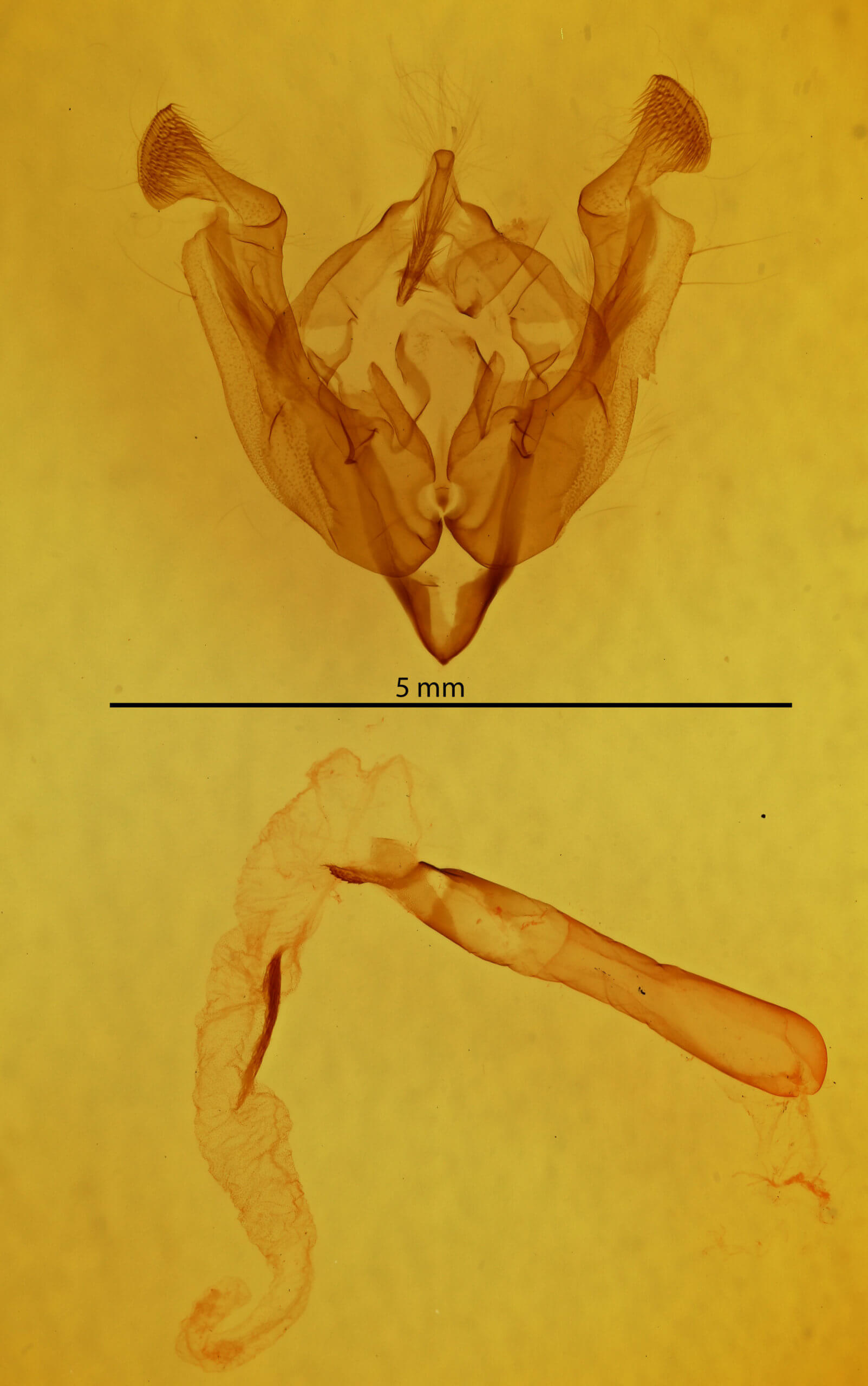 genitalia view of adult Sideridis lampra
