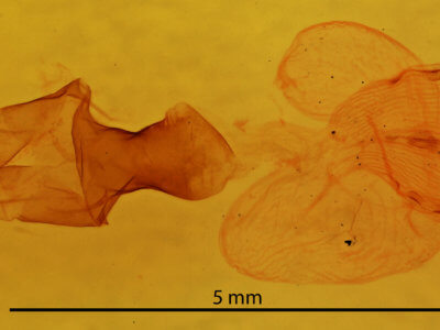 genitalia view of adult Sideridis lampra