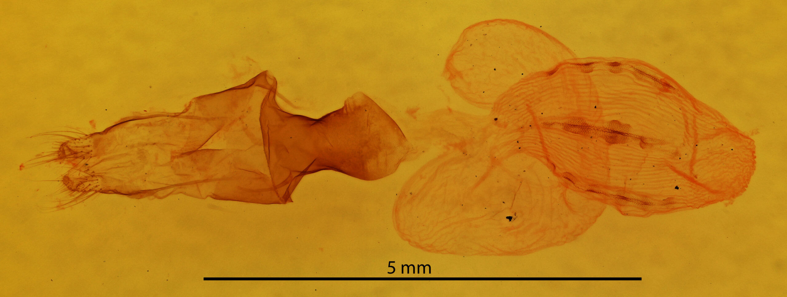 genitalia view of adult Sideridis lampra