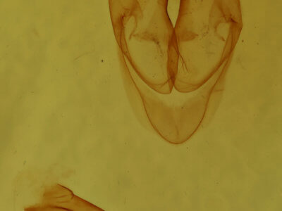 genitalia view of adult Sosxetra grata