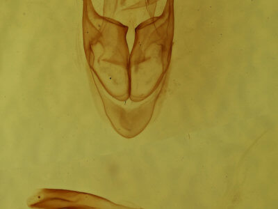 genitalia view of adult Sosxetra grata