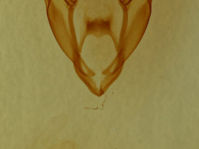 genitalia view of adult Spiloloma lunilinea
