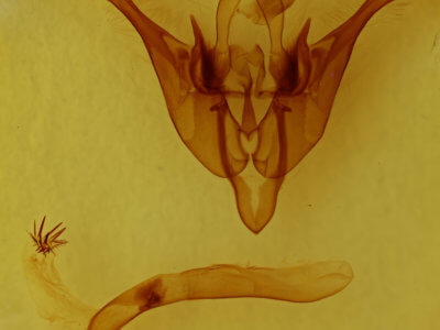 genitalia view of adult Spiramater lutra