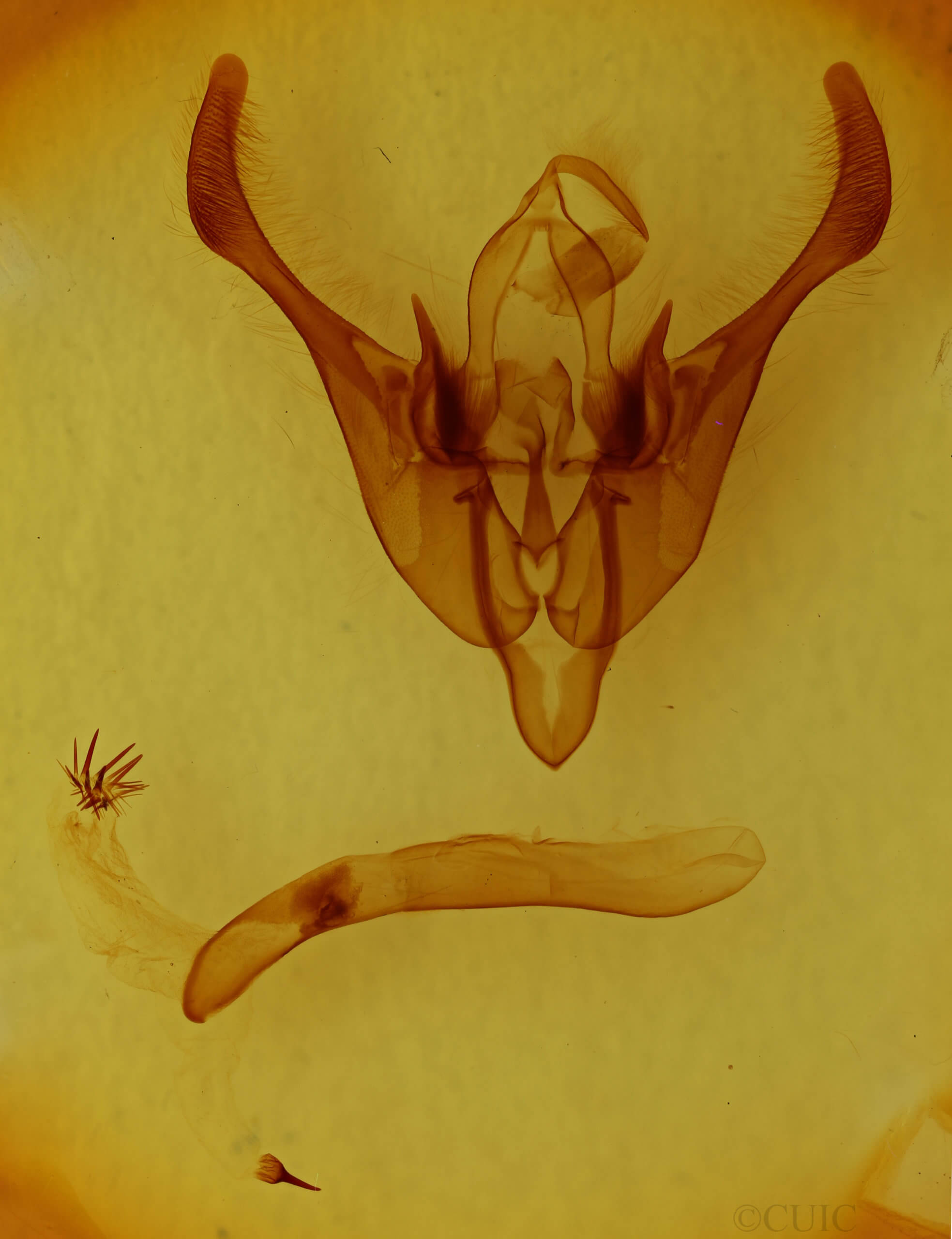 genitalia view of adult Spiramater lutra
