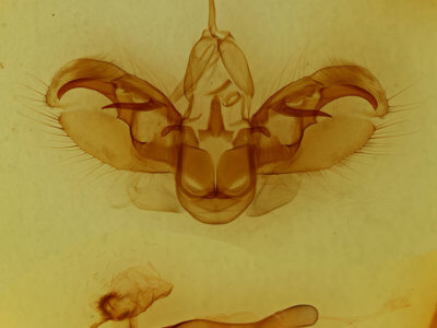 genitalia view of adult Spodoptera latifascia