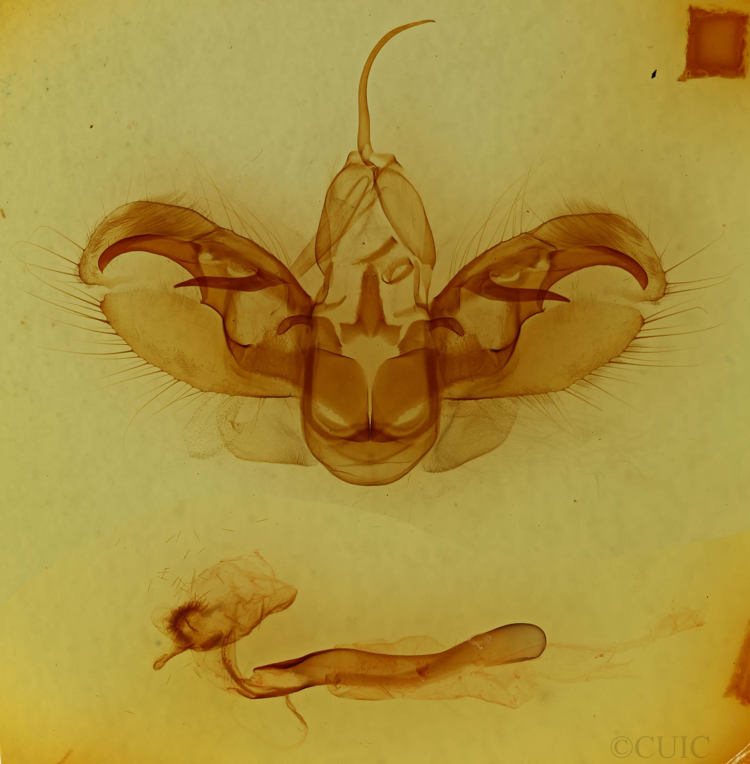 genitalia view of adult Spodoptera latifascia