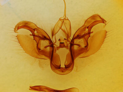 genitalia view of adult Spodoptera latifascia