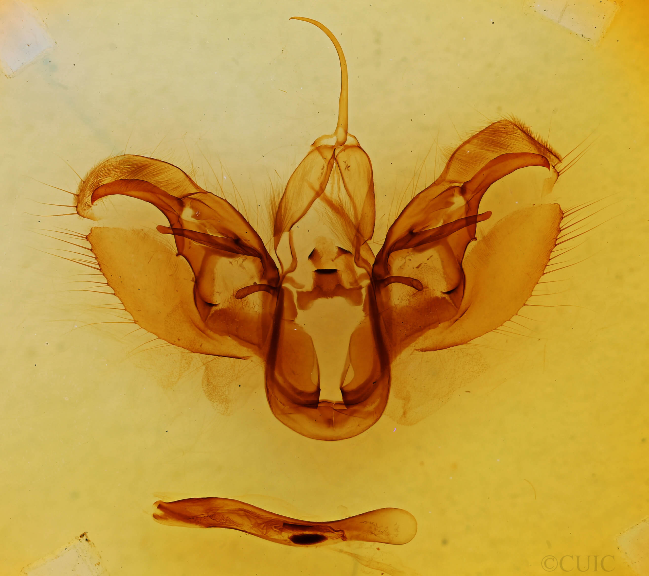 genitalia view of adult Spodoptera latifascia