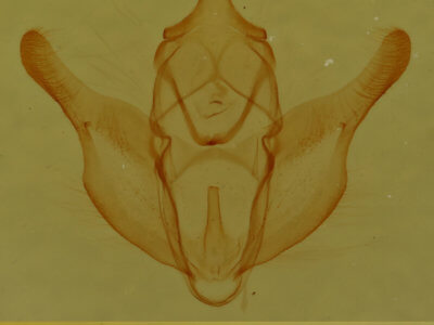 genitalia view of adult Stenaspilatodes antidiscaria