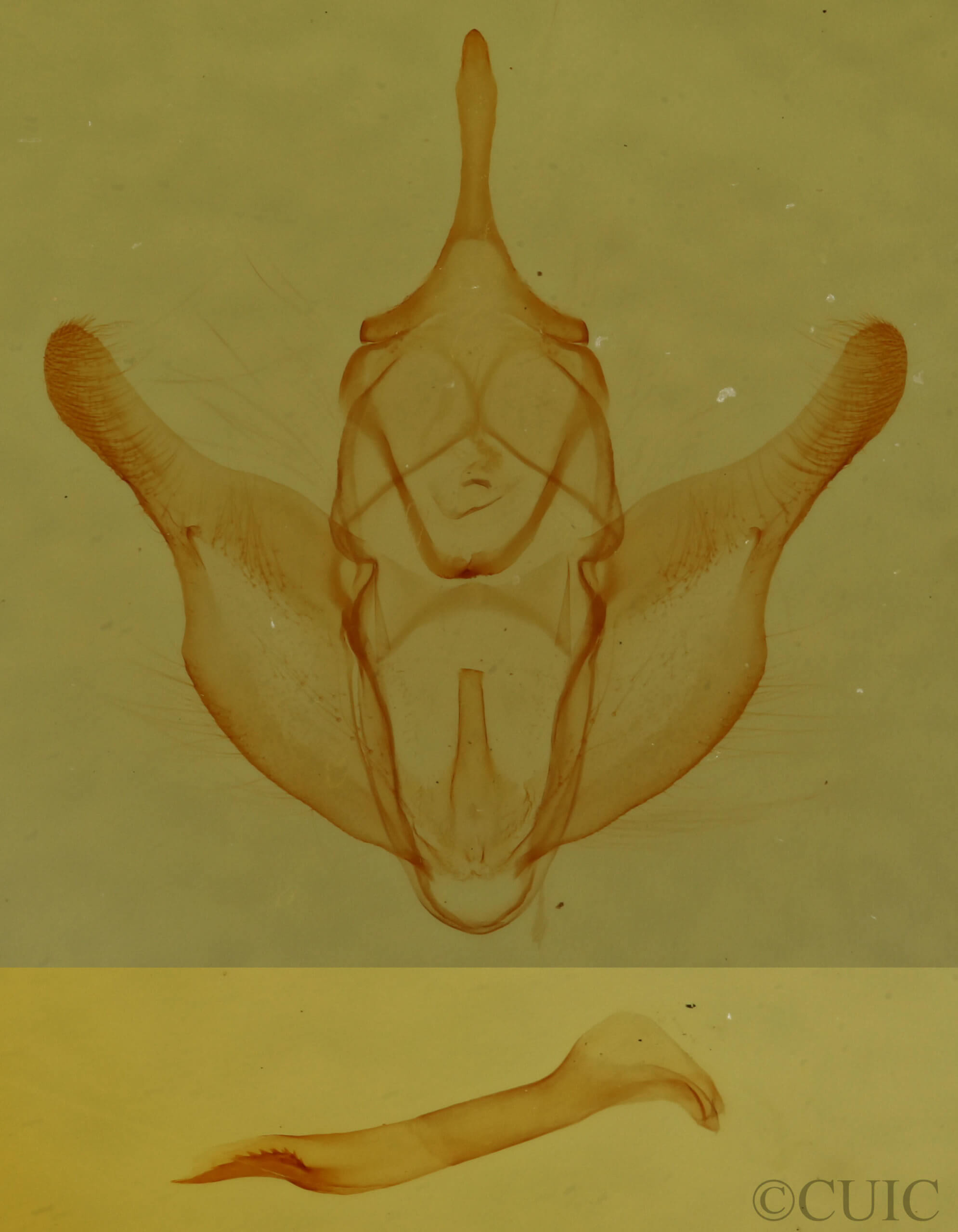 genitalia view of adult Stenaspilatodes antidiscaria