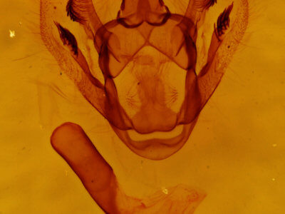 genitalia view of adult Cymatophora approximaria