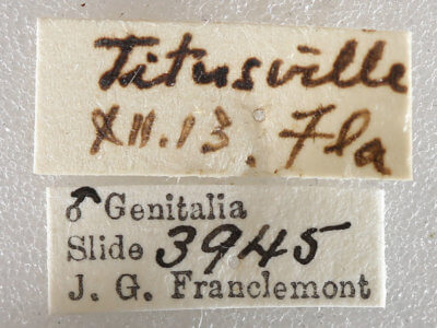 label view of adult Cymatophora approximaria