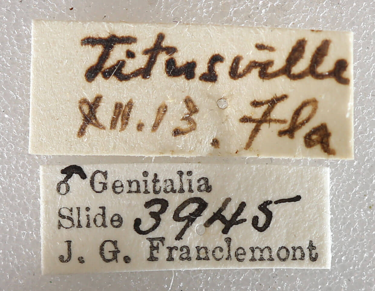label view of adult Cymatophora approximaria
