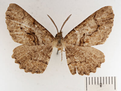 dorsal view of adult Cymatophora approximaria