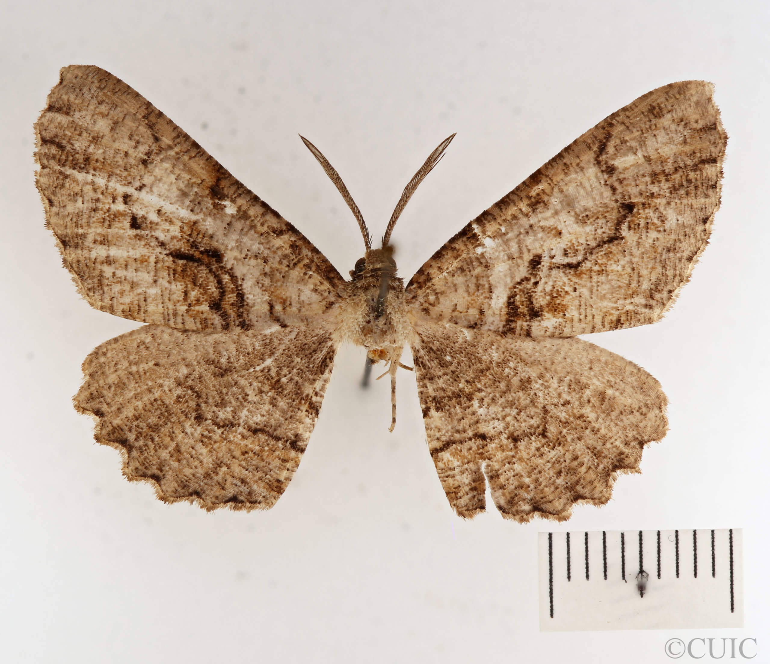 dorsal view of adult Cymatophora approximaria