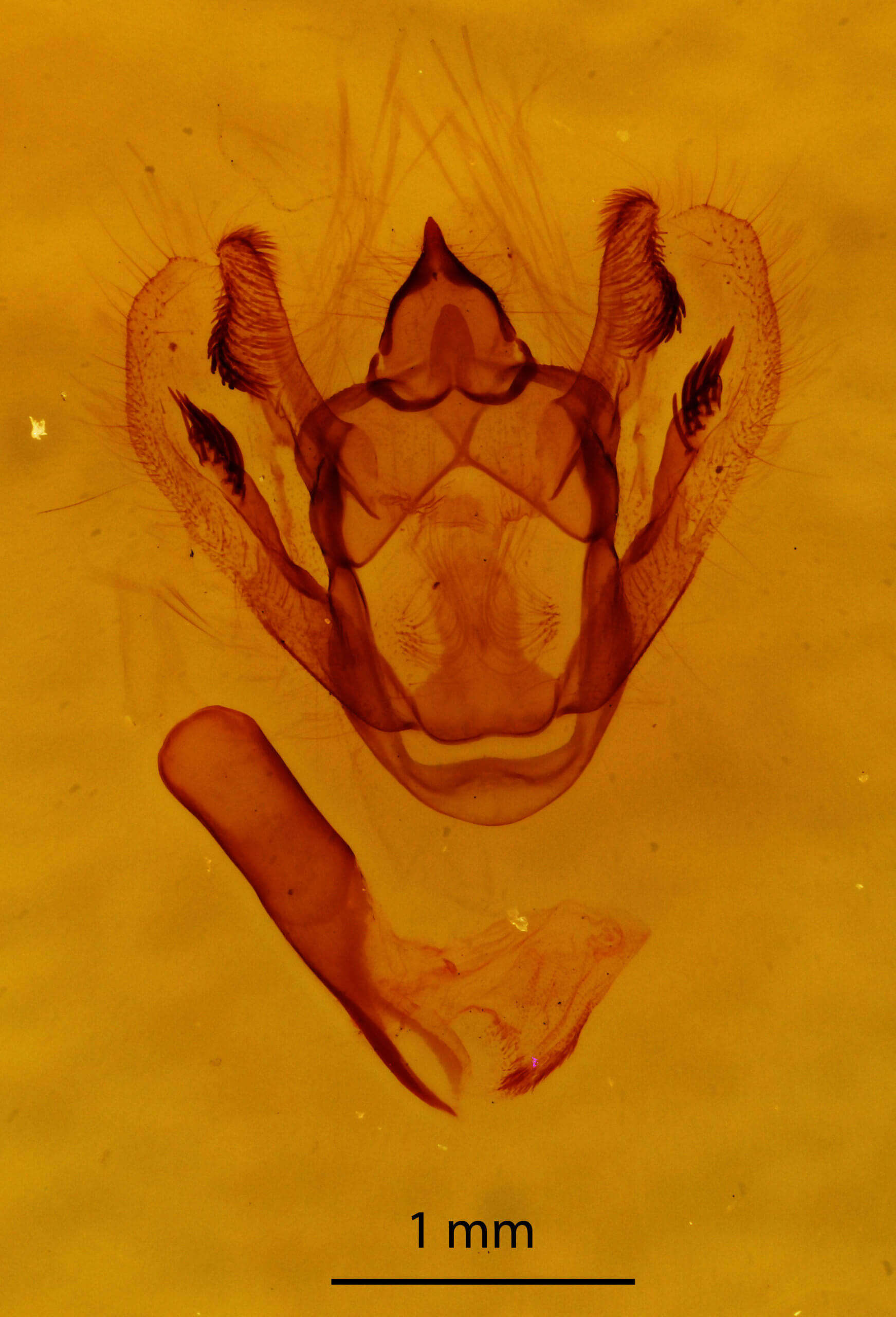 genitalia view of adult Cymatophora approximaria