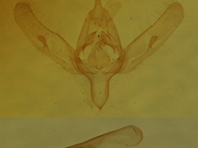 genitalia view of adult Azenia obtusa