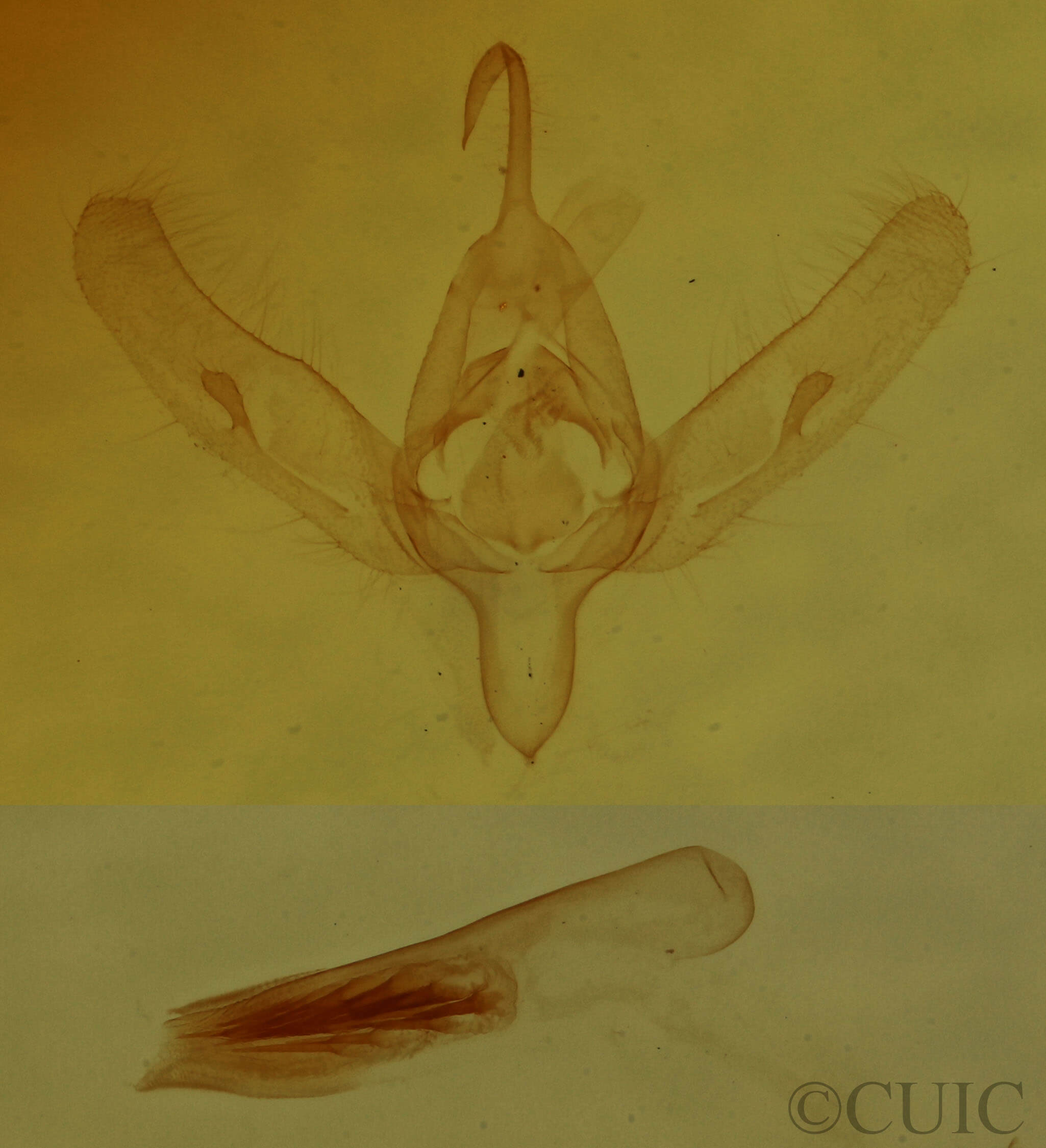 genitalia view of adult Azenia obtusa