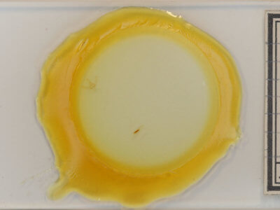 slide view of adult Azenia obtusa