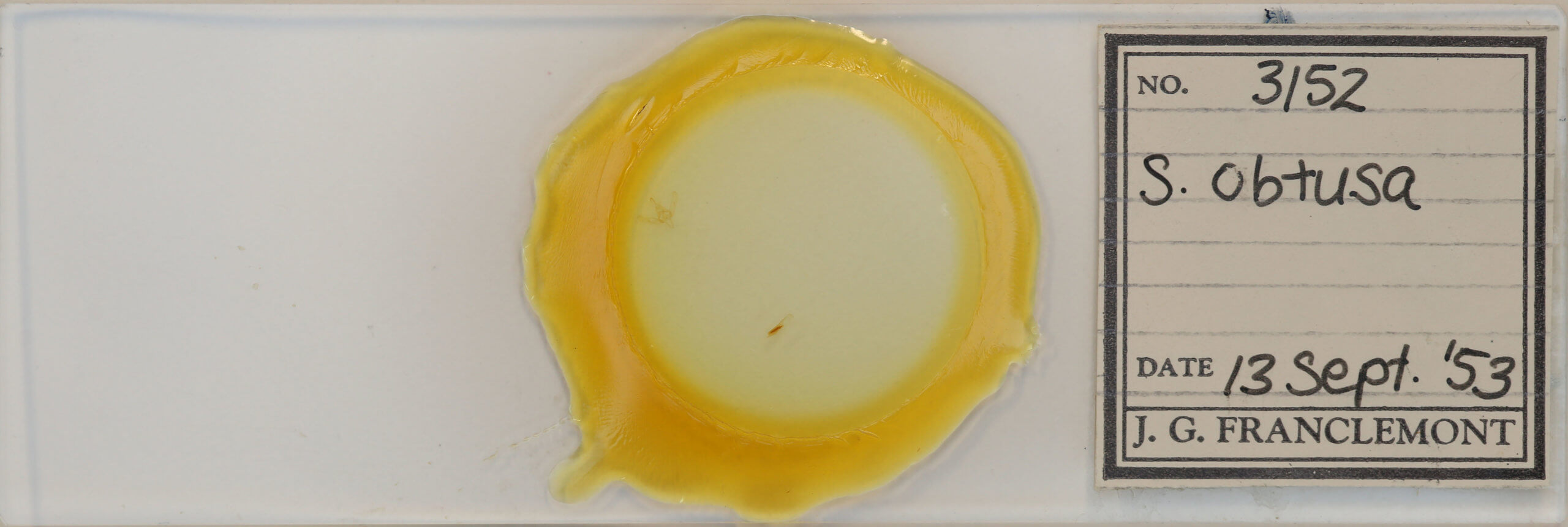 slide view of adult Azenia obtusa