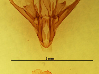 genitalia view of adult Drasteria occulta