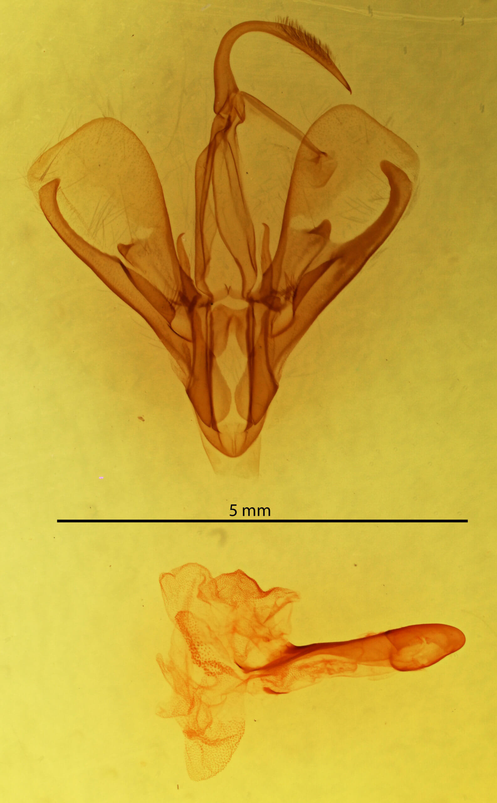 genitalia view of adult Drasteria occulta