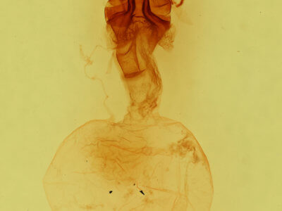 genitalia view of adult Telorta acuminata