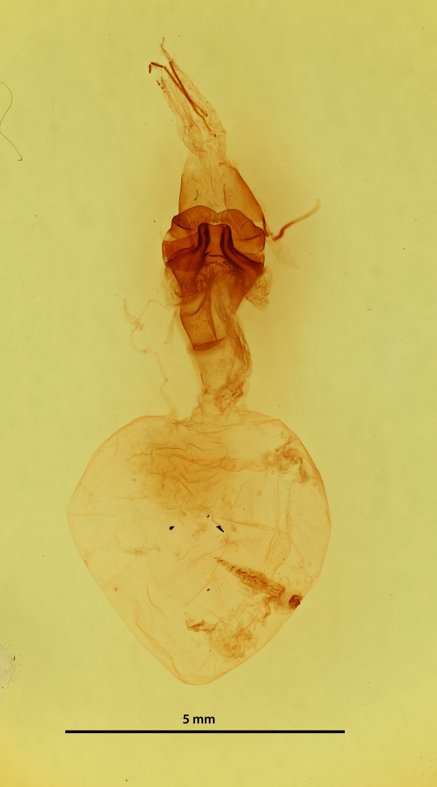 genitalia view of adult Telorta acuminata