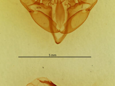 genitalia view of adult Telorta divergens