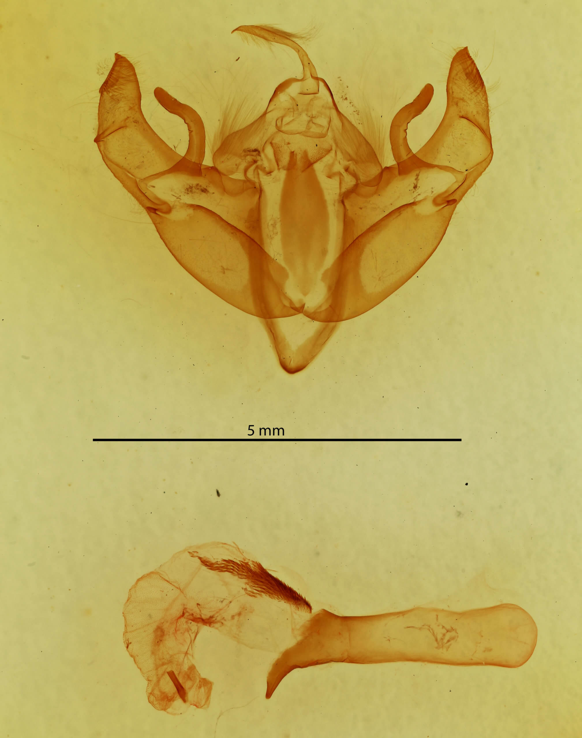 genitalia view of adult Telorta divergens