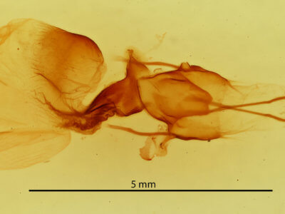 genitalia view of adult Telorta divergens