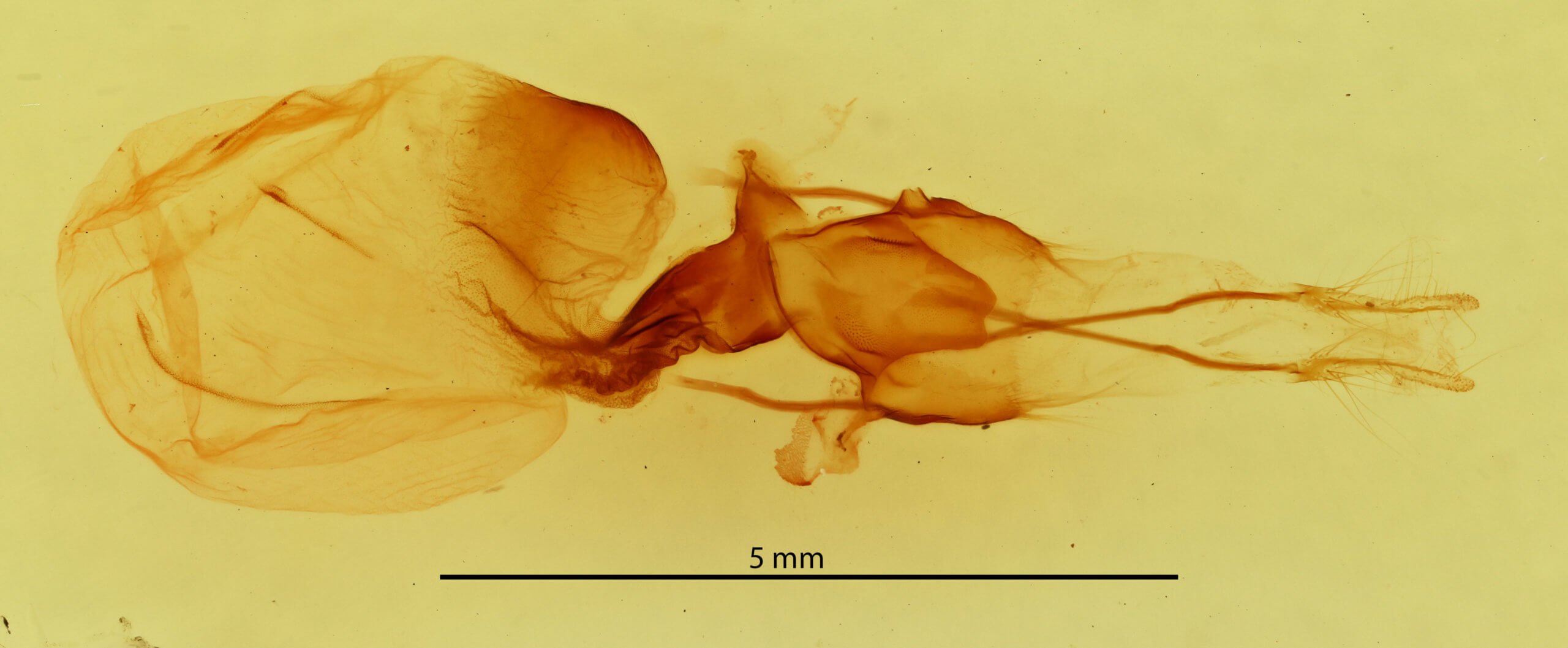 genitalia view of adult Telorta divergens