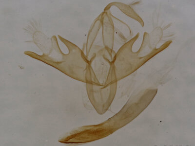 genitalia view of adult Tetanolita floridana