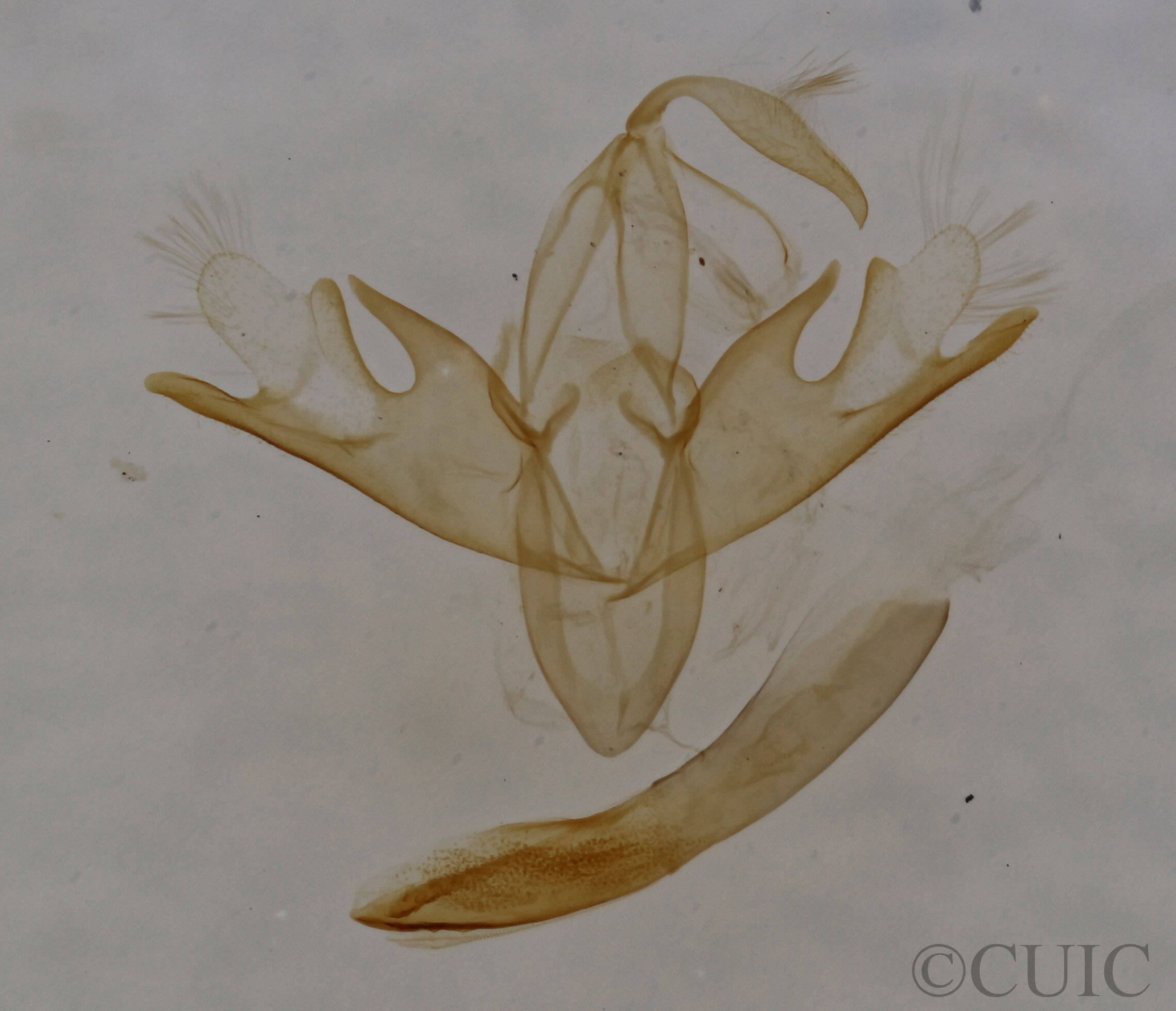 genitalia view of adult Tetanolita floridana