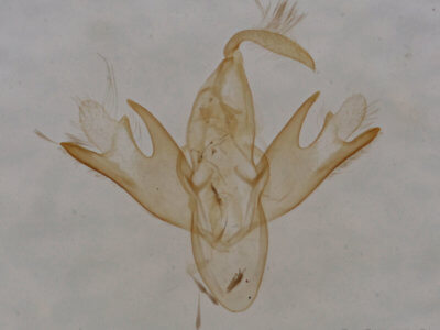 genitalia view of adult Tetanolita mynesalis