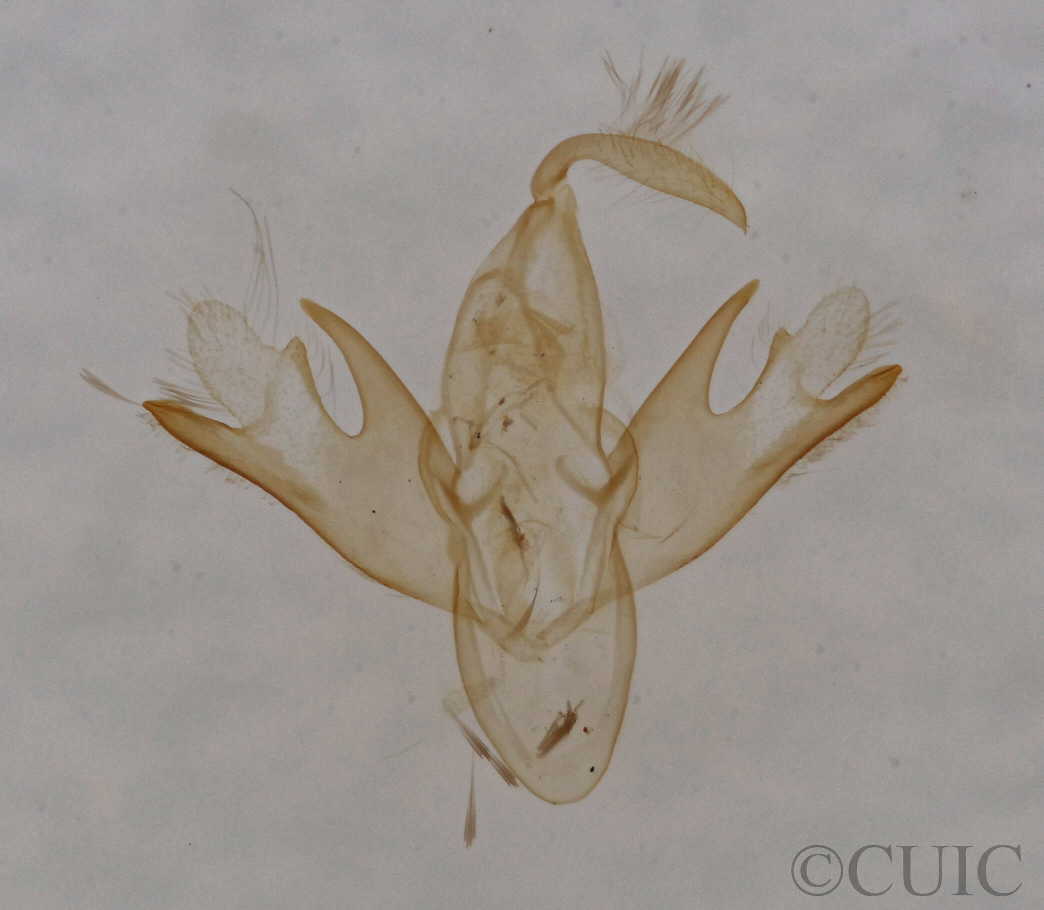 genitalia view of adult Tetanolita mynesalis