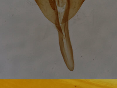 genitalia view of adult Marimatha nigrofimbria