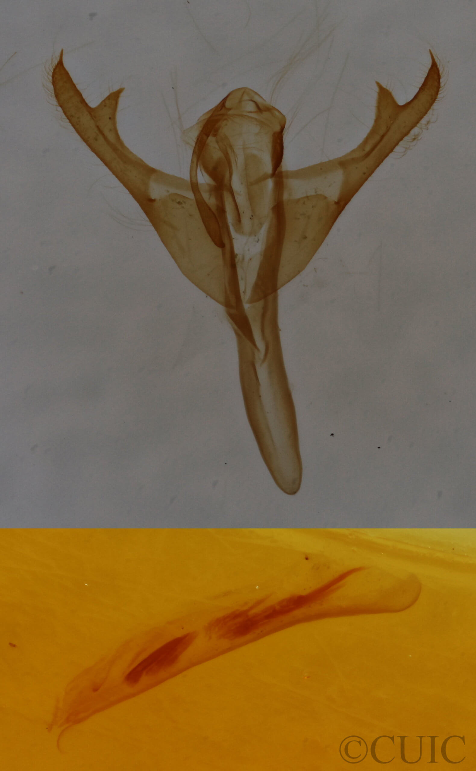 genitalia view of adult Marimatha nigrofimbria