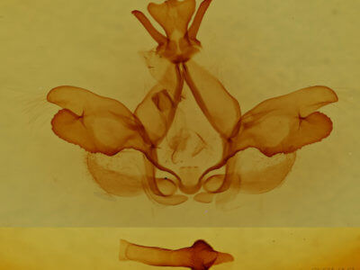 genitalia view of adult Togepteryx velutina