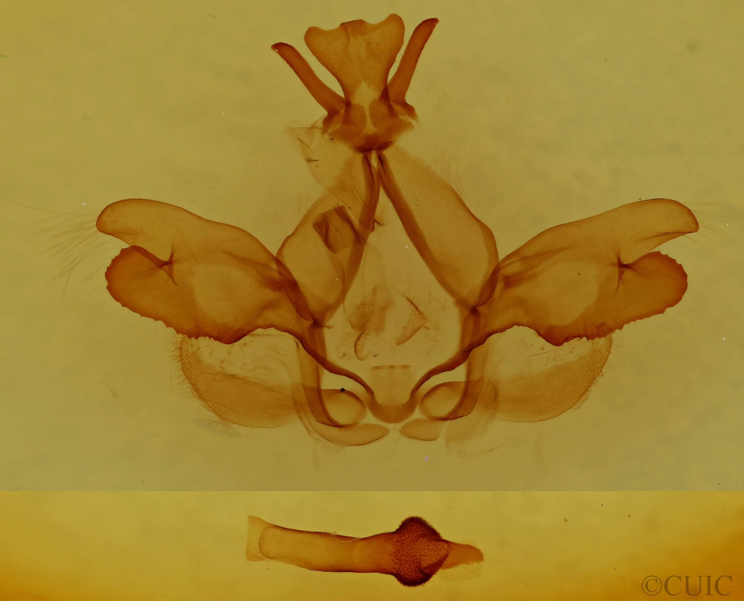 genitalia view of adult Togepteryx velutina